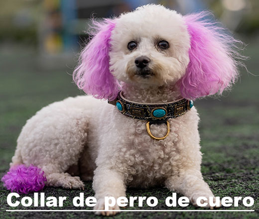 Collar-de-perro-de-cuero