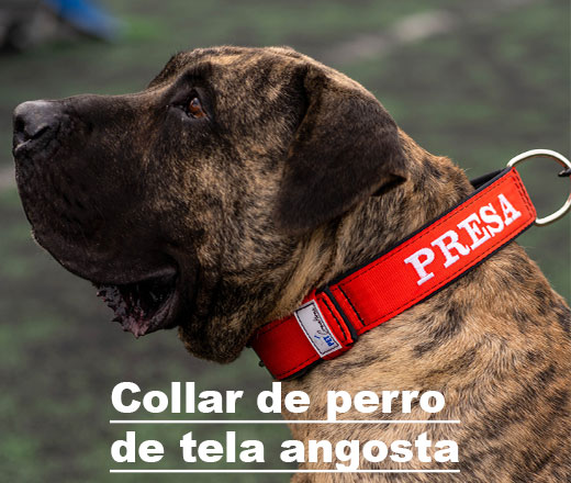 Collar-de-perro-de-tela-angosta